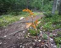 golden_tree