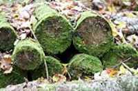rotten_wood