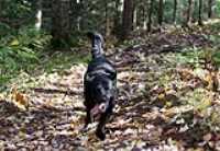 wolf_dog