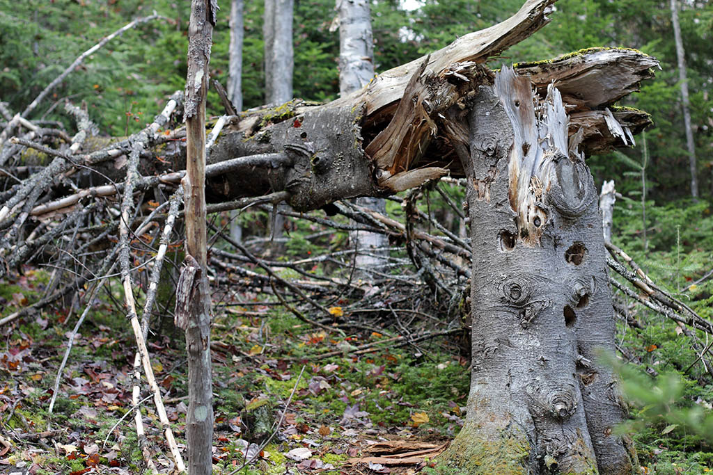 broken_tree