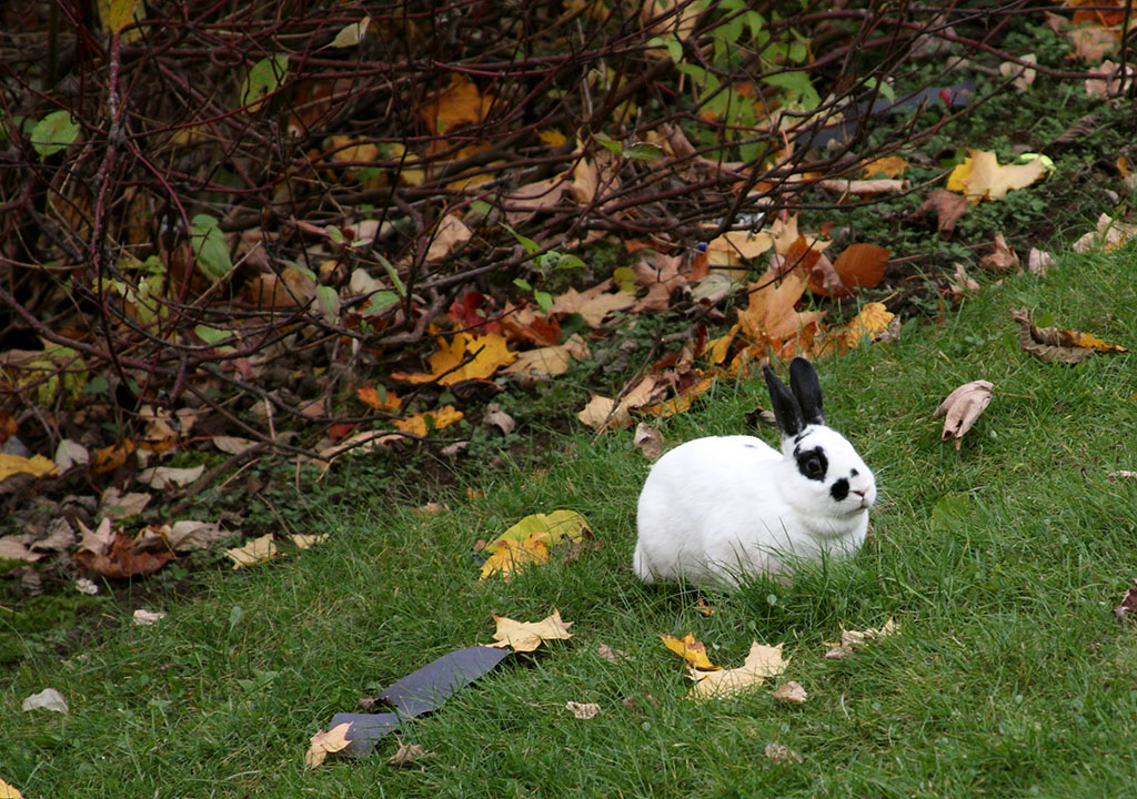 lapin