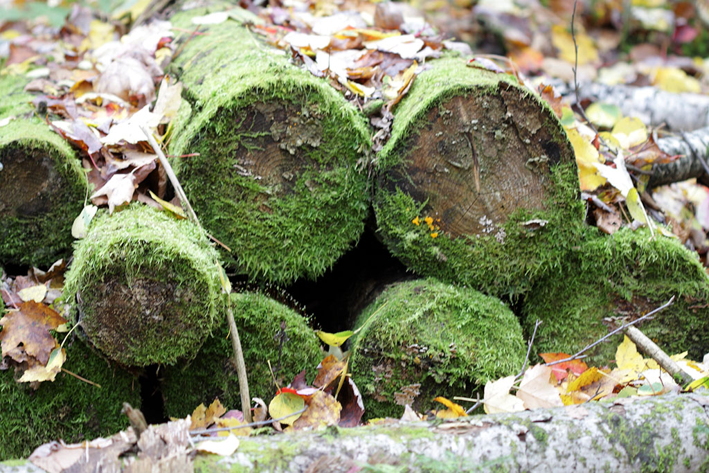 rotten_wood