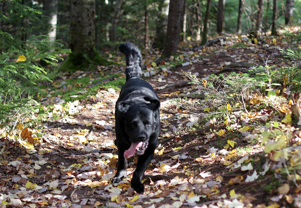 wolf_dog