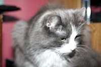 furball_posing