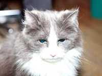 reflective_eyes
