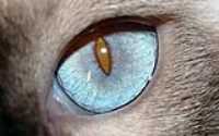 copernic_eye_macro