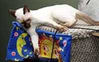 copernic_jeu_chat