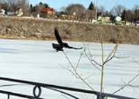 black_bird