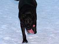 black_dog