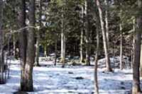 kyrandia_forest