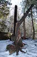 teared_tree