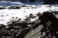 teen_age_dog