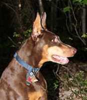 dog3