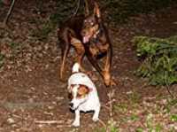 dog_1
