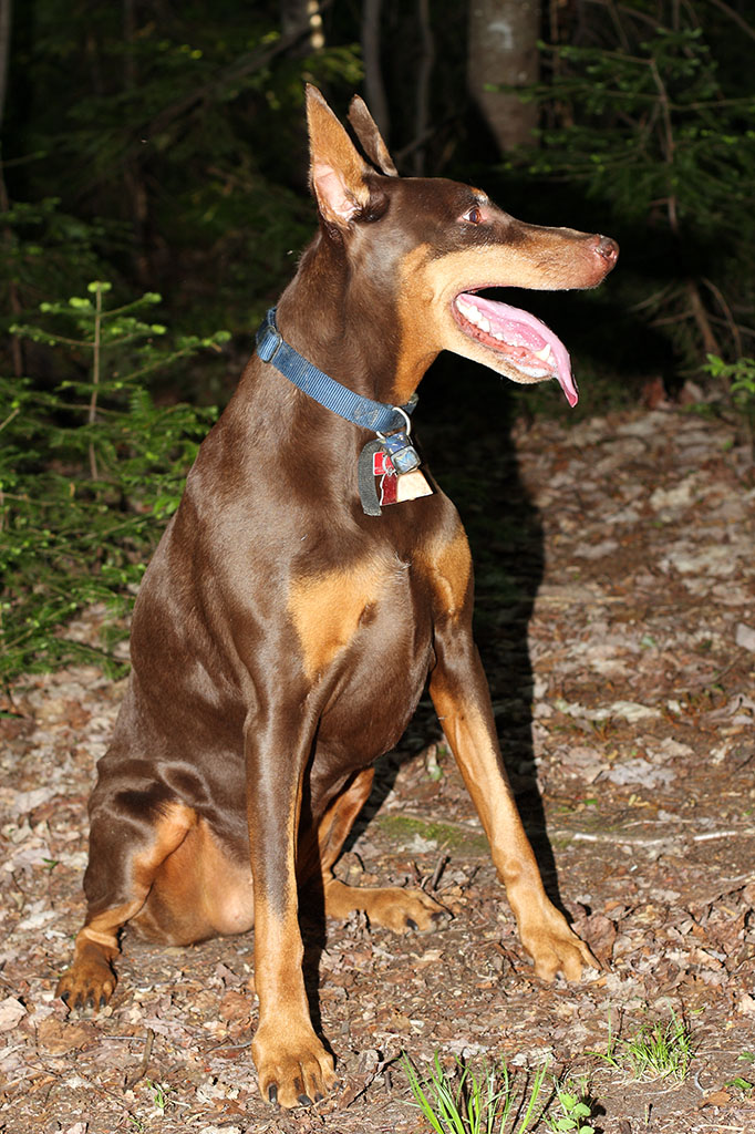 dog_2