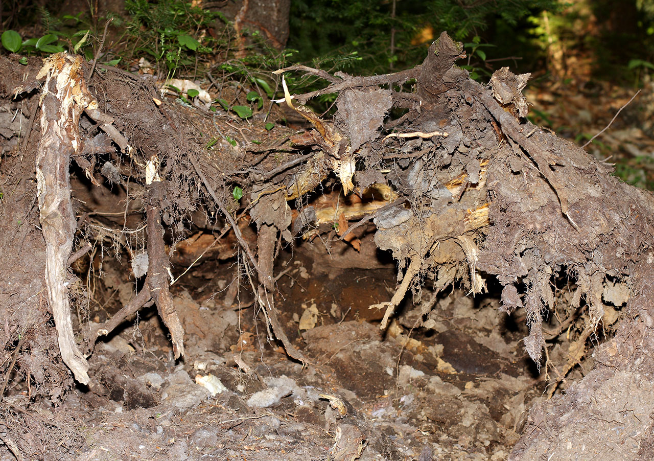 roots