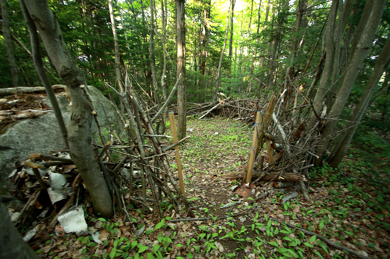 weird_camp