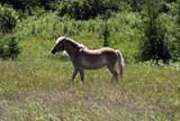 cheval_beige