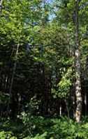 foret