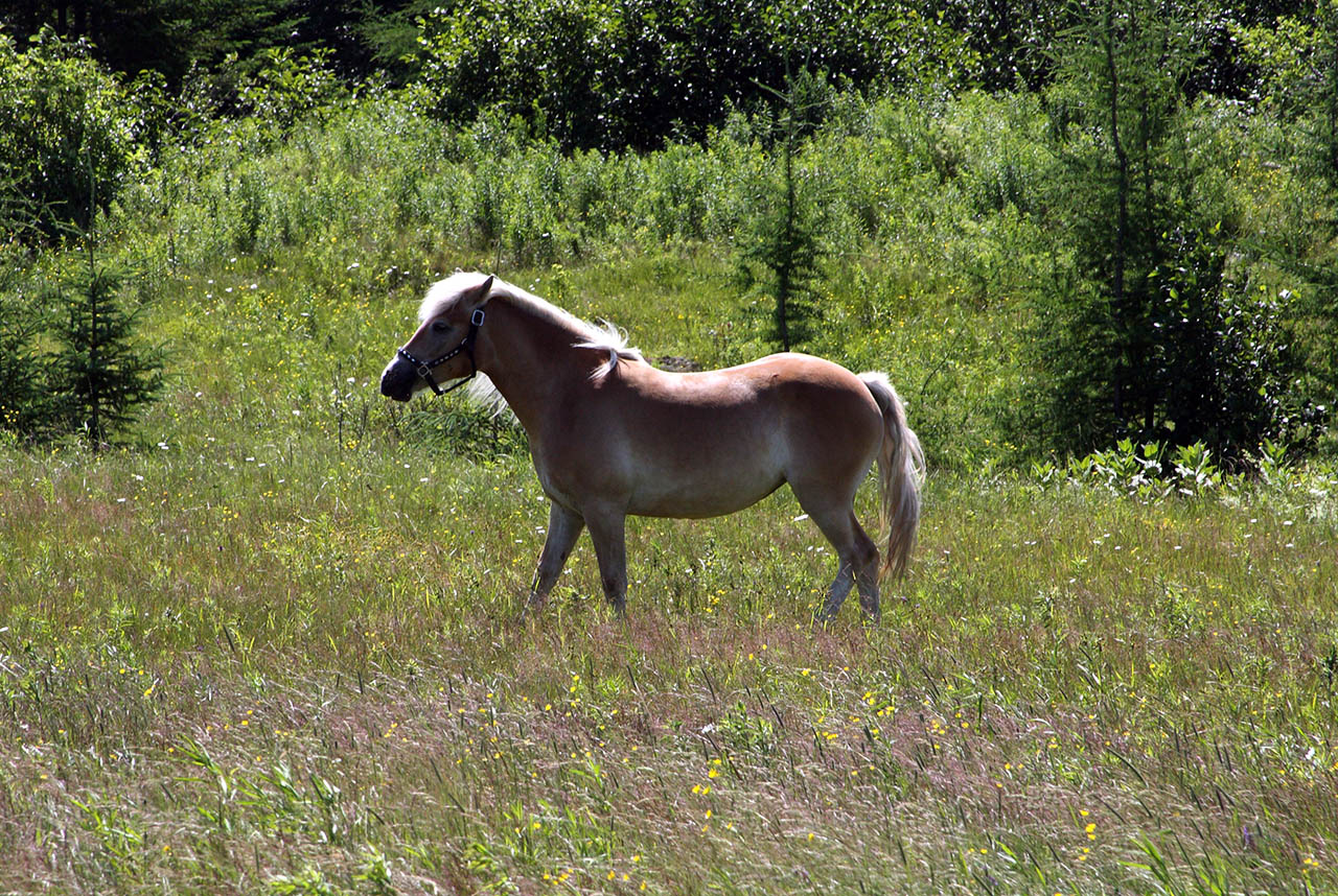 cheval_beige