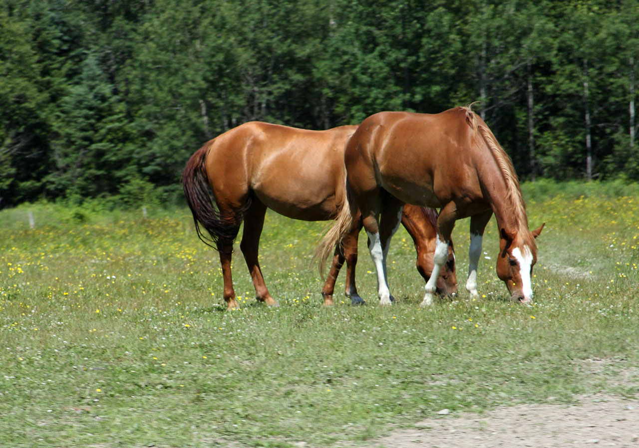 chevaux_brun