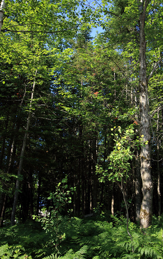 foret