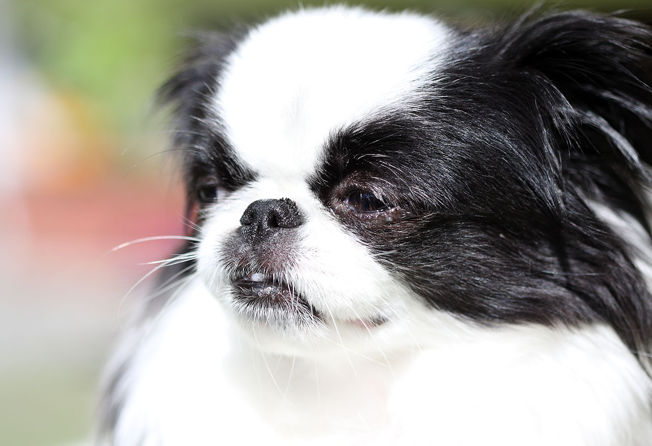 soya_portrait