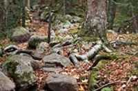 racines_et_roches