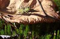 sauterelle_sur_feuille