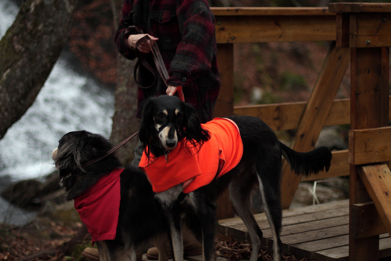 chiens_oranges