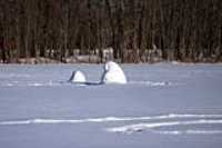 snowballs
