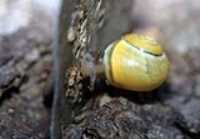 feu_neufchatel_06_escargot