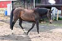 2013_05_ecurie_11