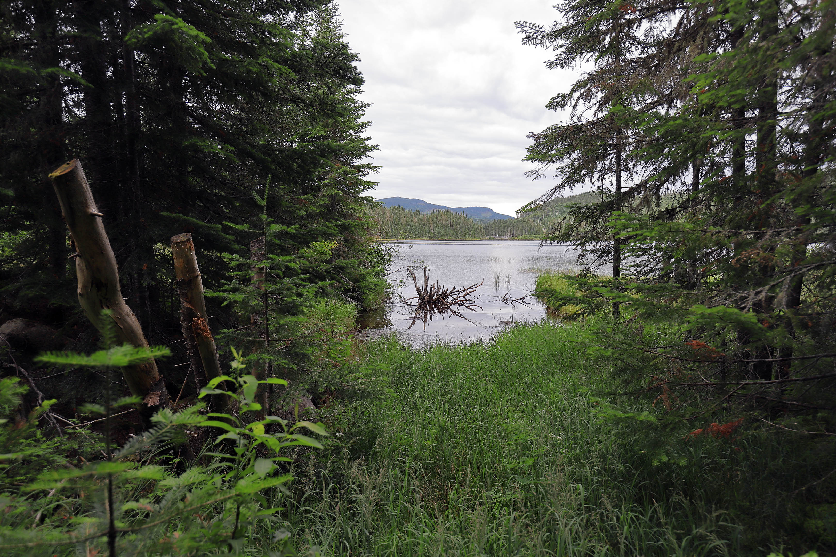 foret_montmorency_01
