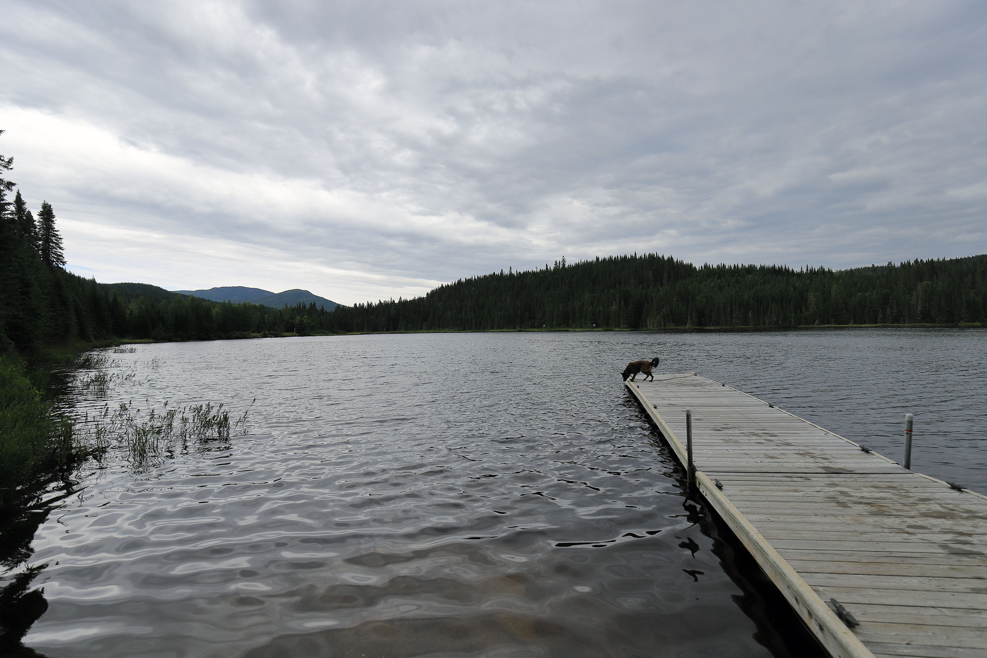 foret_montmorency_02