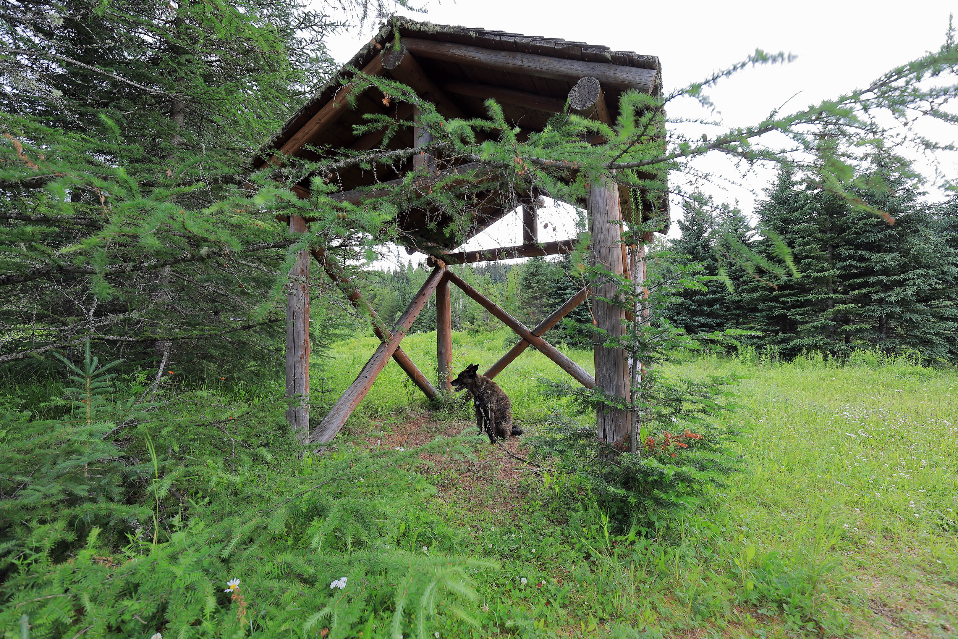 foret_montmorency_04