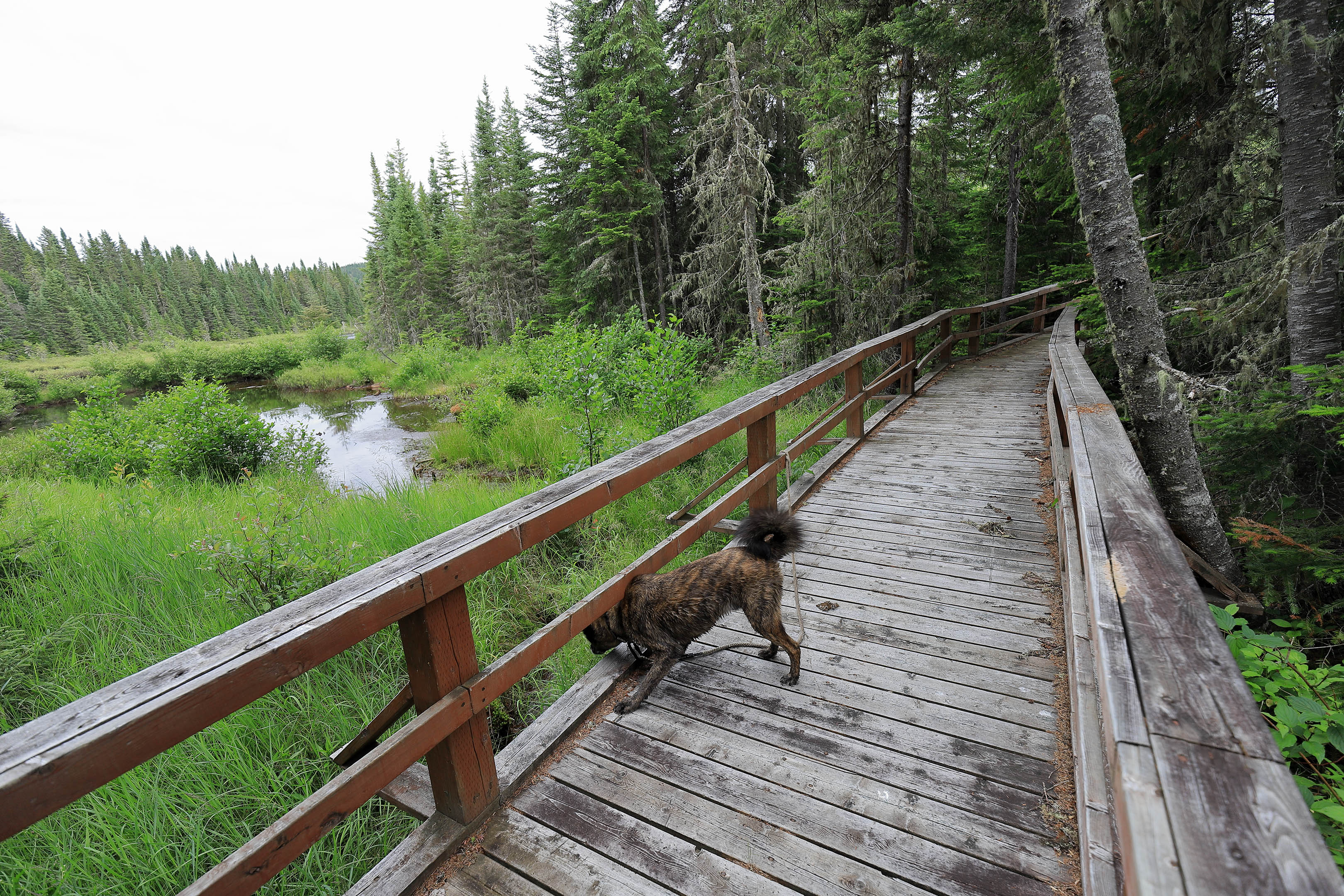 foret_montmorency_05