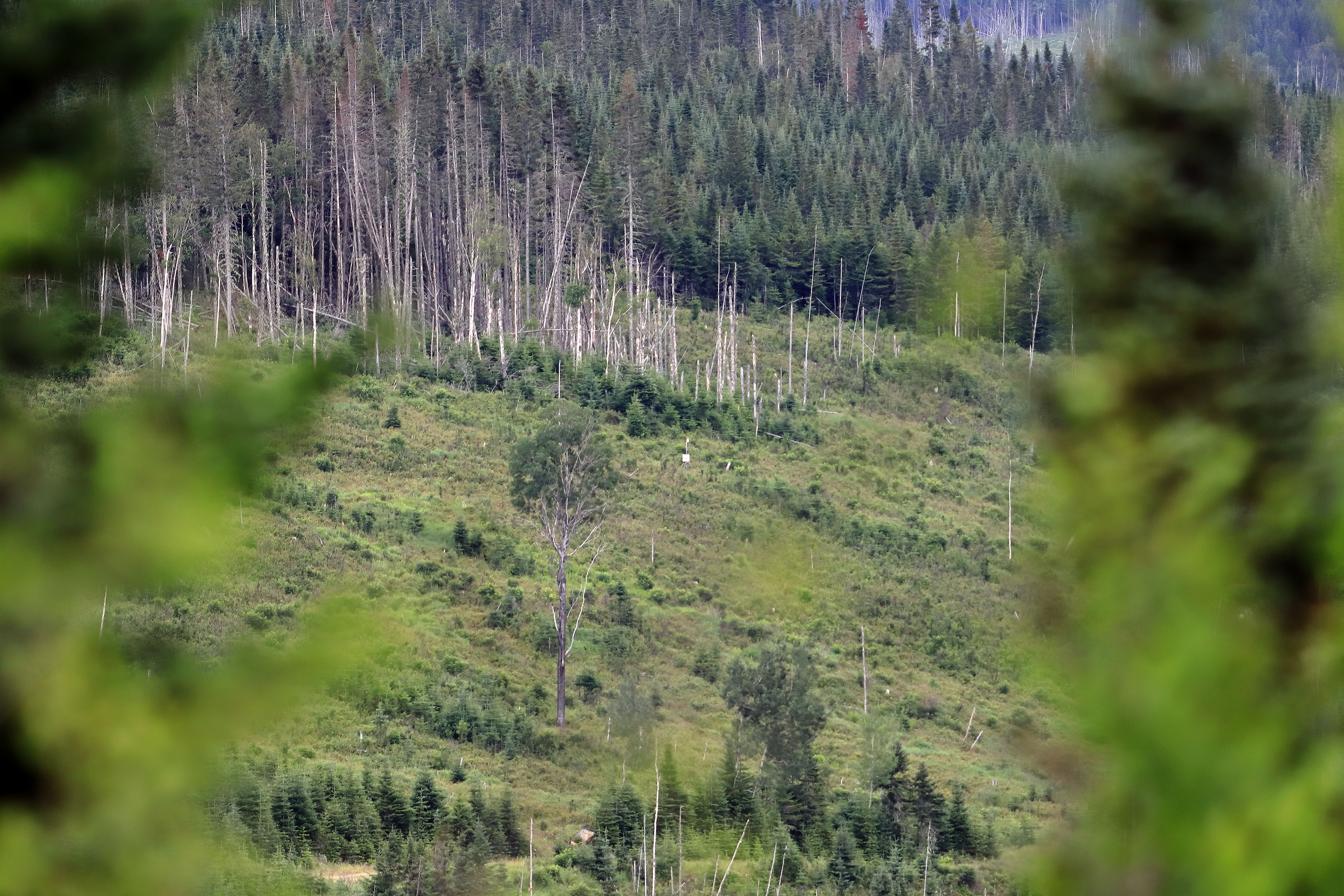 foret_montmorency_07