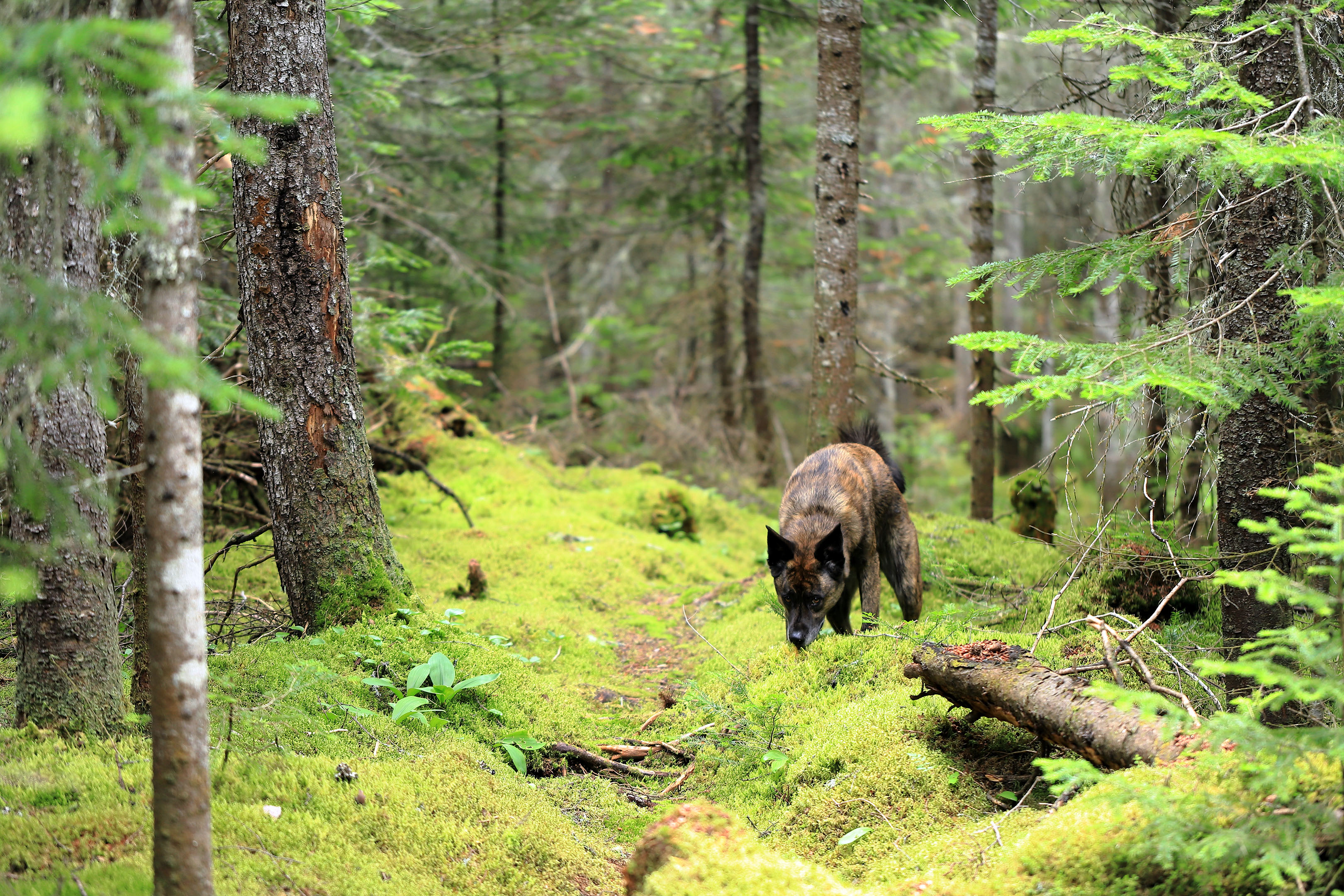 foret_montmorency_11