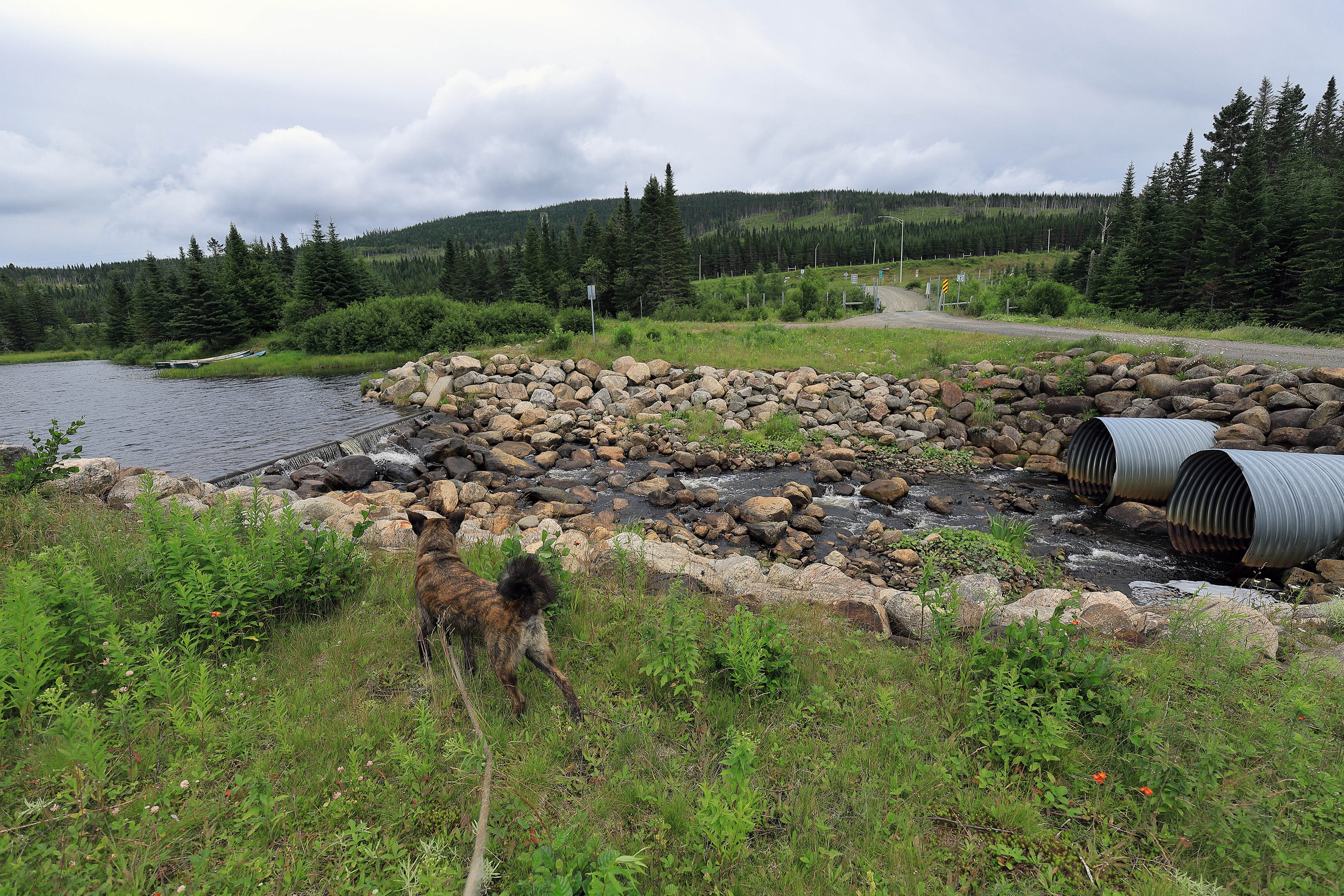 foret_montmorency_15