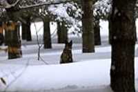 12-lac_st-charles