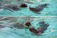 aquarium_quebec_01