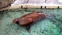 aquarium_quebec_04