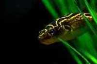 aquarium_quebec_10
