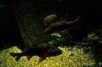 aquarium_quebec_12