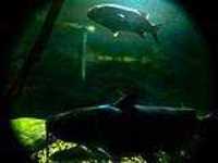 aquarium_quebec_13