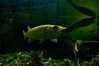 aquarium_quebec_14