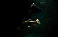 aquarium_quebec_15