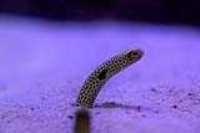 aquarium_quebec_19