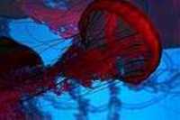 aquarium_quebec_21